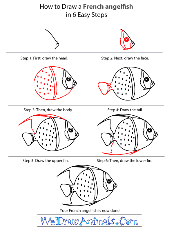 How to Draw a French Angelfish - Step-by-Step Tutorial