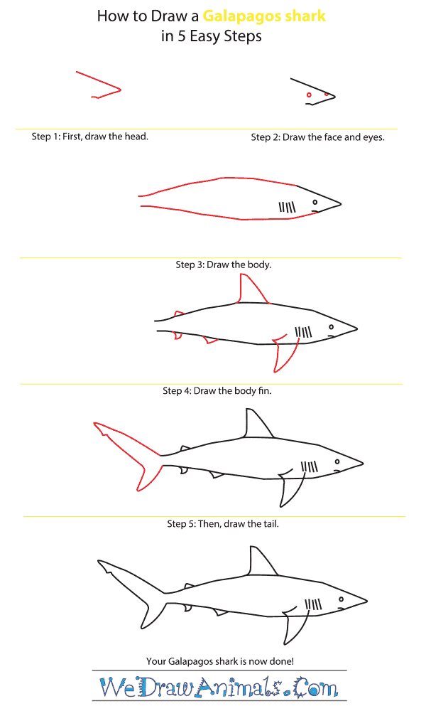 How to Draw a Galapagos Shark - Step-by-Step Tutorial