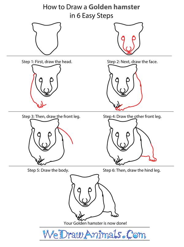How to Draw a Golden Hamster - Step-by-Step Tutorial