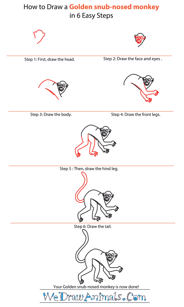 How to Draw a Golden Snub-Nosed Monkey - Step-by-Step Tutorial