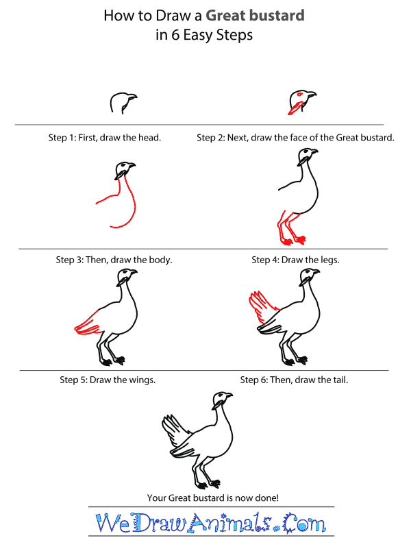 How to Draw a Great Bustard - Step-by-Step Tutorial