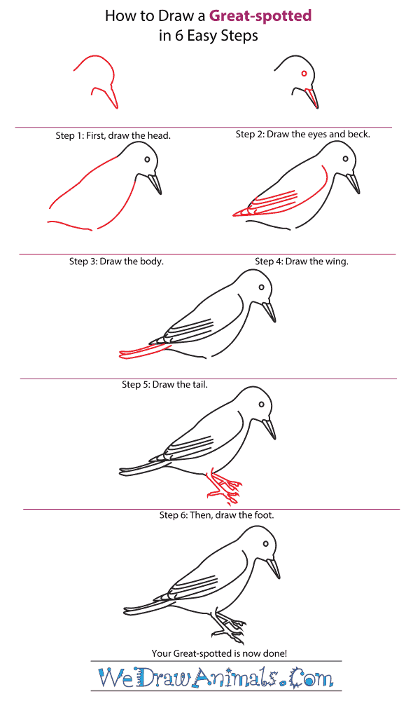 How to Draw a Great-Spotted Woodpecker - Step-by-Step Tutorial