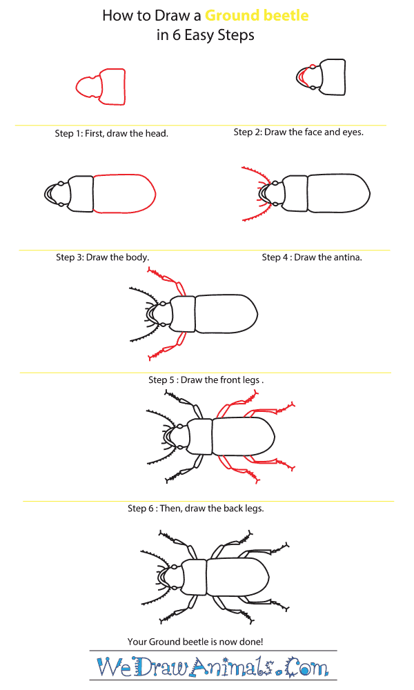 How to Draw a Ground Beetle - Step-by-Step Tutorial