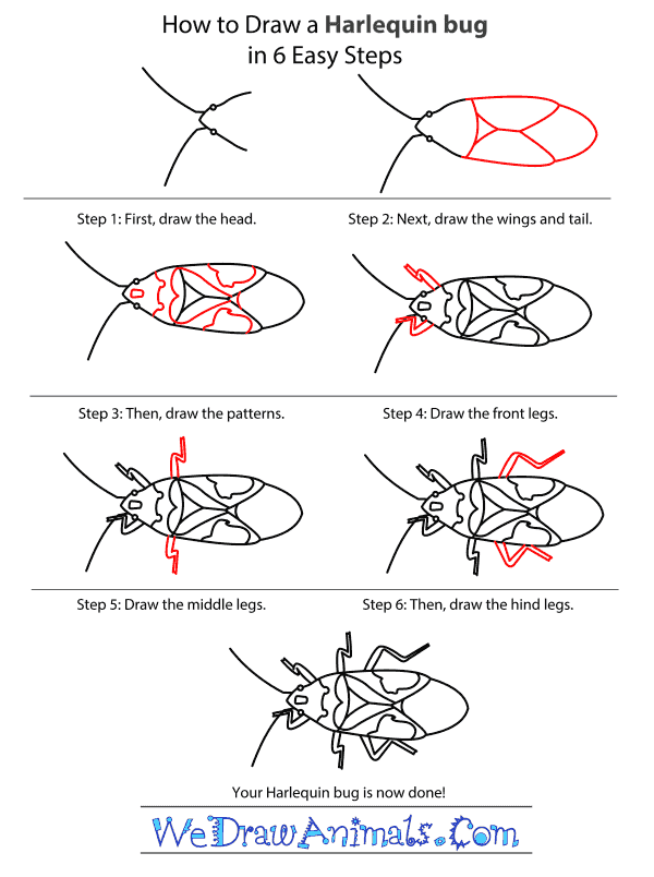 How to Draw a Harlequin Bug - Step-by-Step Tutorial