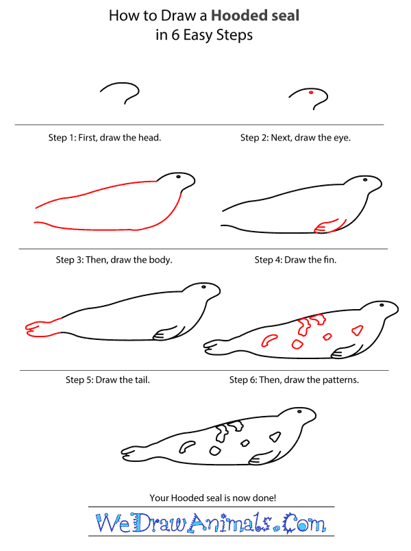 How to Draw a Hooded Seal - Step-by-Step Tutorial