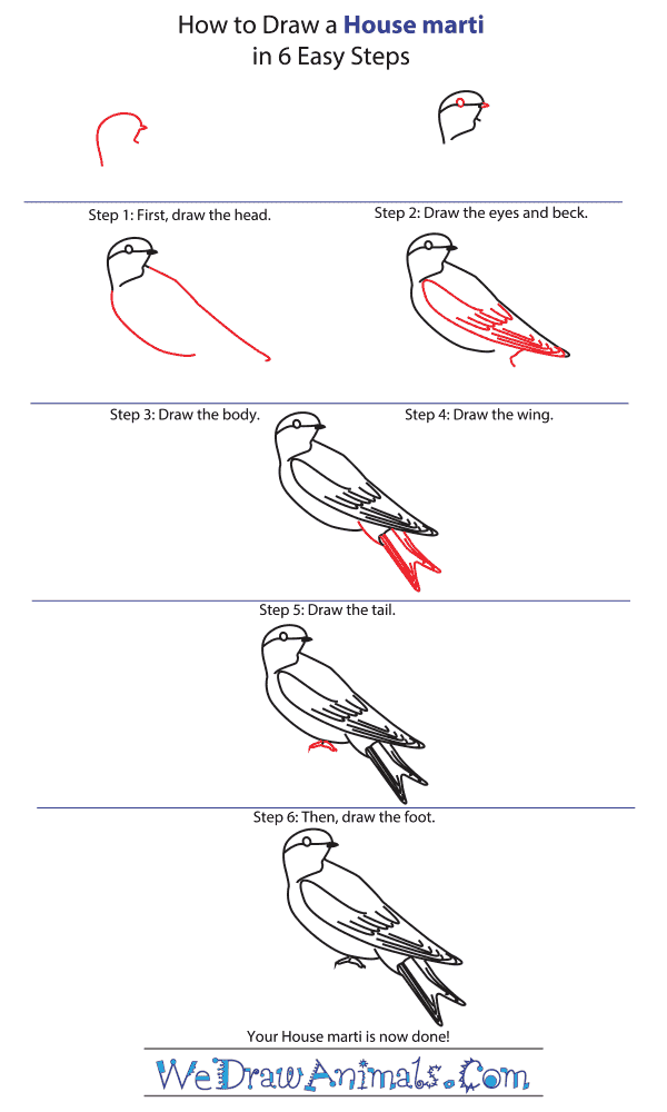 How to Draw a House Martin - Step-by-Step Tutorial