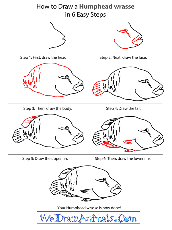 How to Draw a Humphead Wrasse - Step-by-Step Tutorial