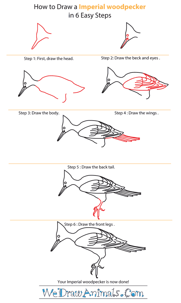 How to Draw an Imperial Woodpecker - Step-by-Step Tutorial