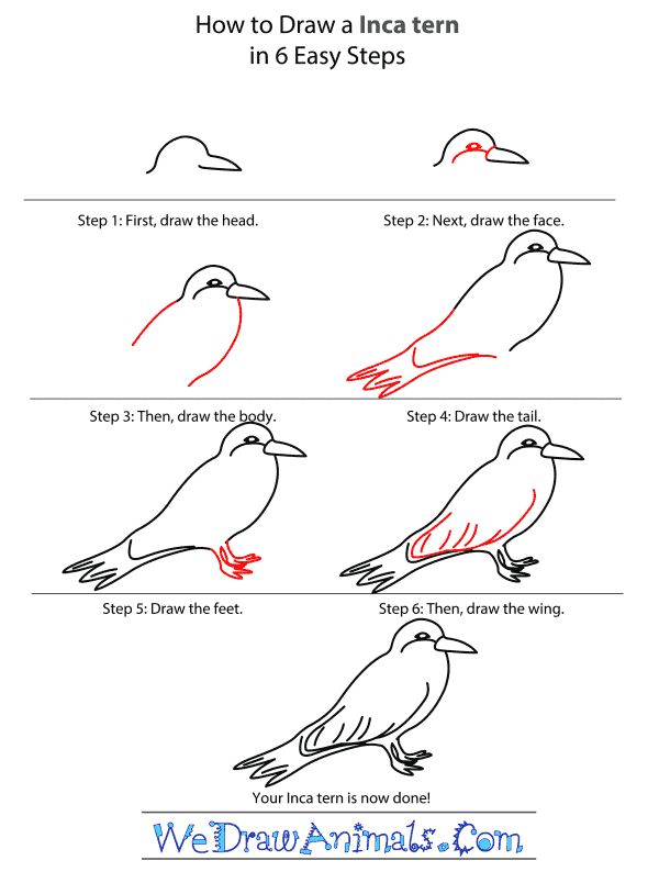 How to Draw an Inca Tern - Step-by-Step Tutorial
