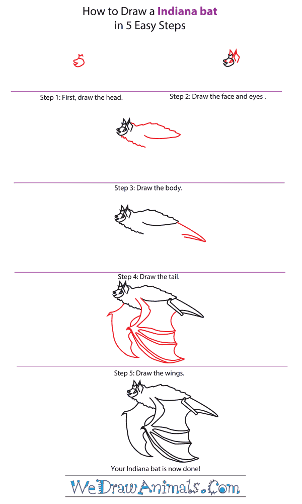 How to Draw an Indiana Bat - Step-by-Step Tutorial