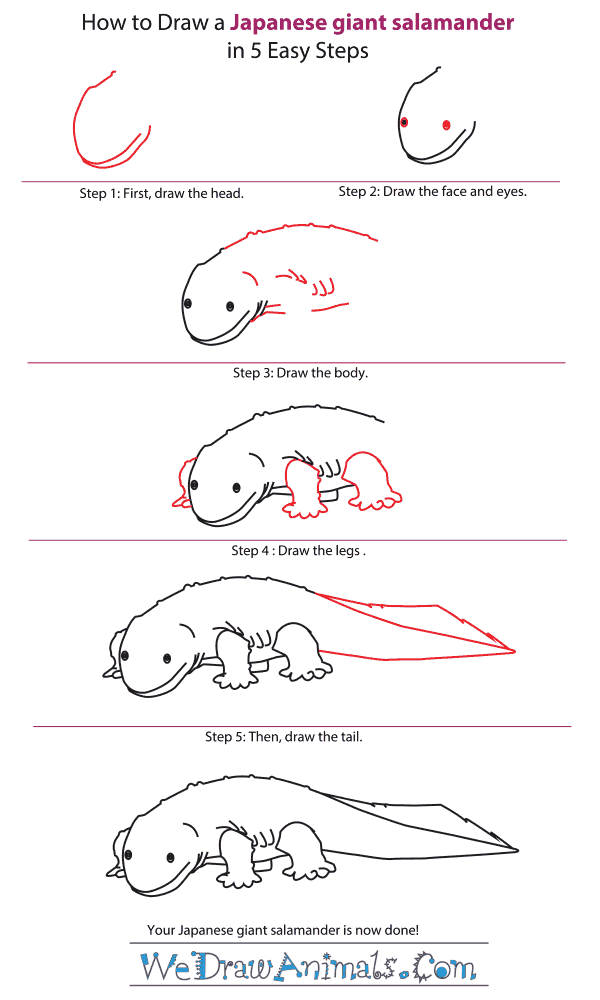 How to Draw a Japanese Giant Salamander - Step-by-Step Tutorial