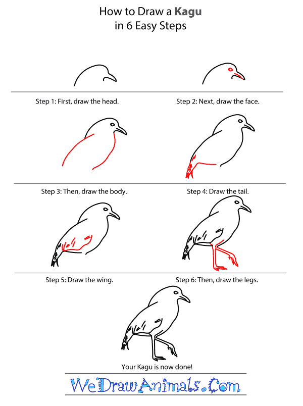 How to Draw a Kagu - Step-by-Step Tutorial