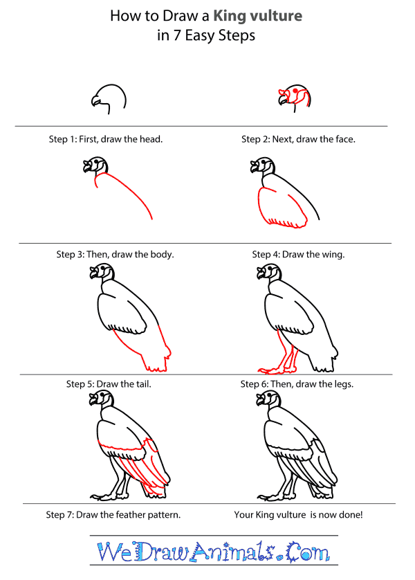 How to Draw a King Vulture - Step-by-Step Tutorial
