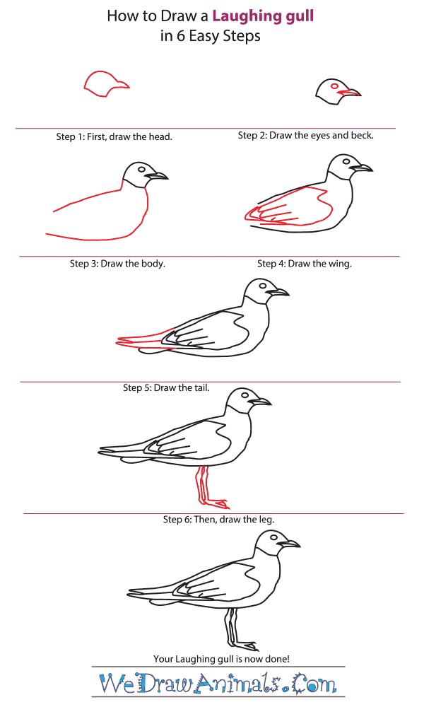 How to Draw a Laughing Gull - Step-by-Step Tutorial