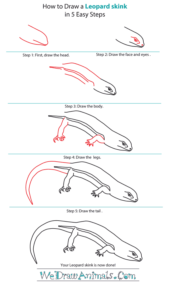 How to Draw a Leopard Skink - Step-by-Step Tutorial