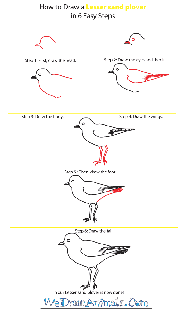 How to Draw a Lesser Sand Plover - Step-by-Step Tutorial