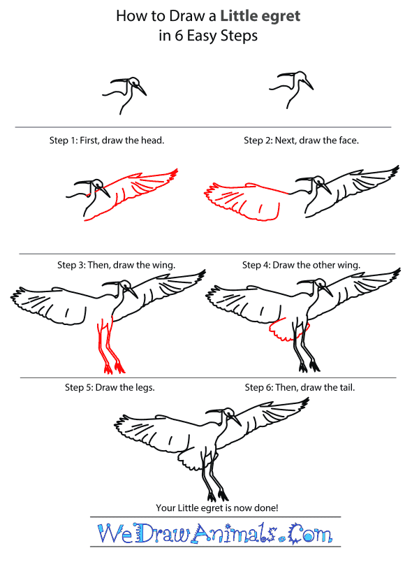 How to Draw a Little Egret - Step-by-Step Tutorial