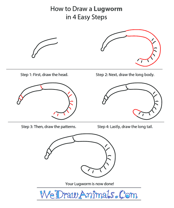 How to Draw a Lugworm - Step-by-Step Tutorial