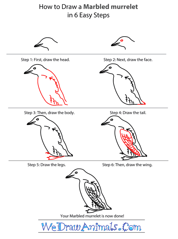 How to Draw a Marbled Murrelet - Step-by-Step Tutorial