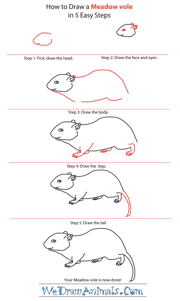 How to Draw a Meadow Vole