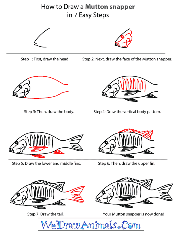 How to Draw a Mutton Snapper - Step-by-Step Tutorial
