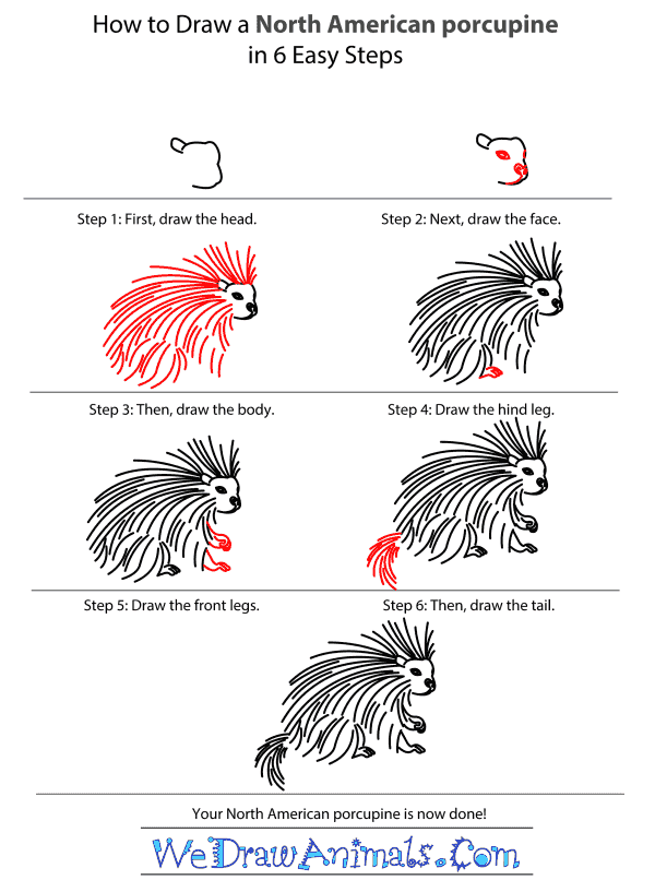 How to Draw a North American Porcupine - Step-by-Step Tutorial