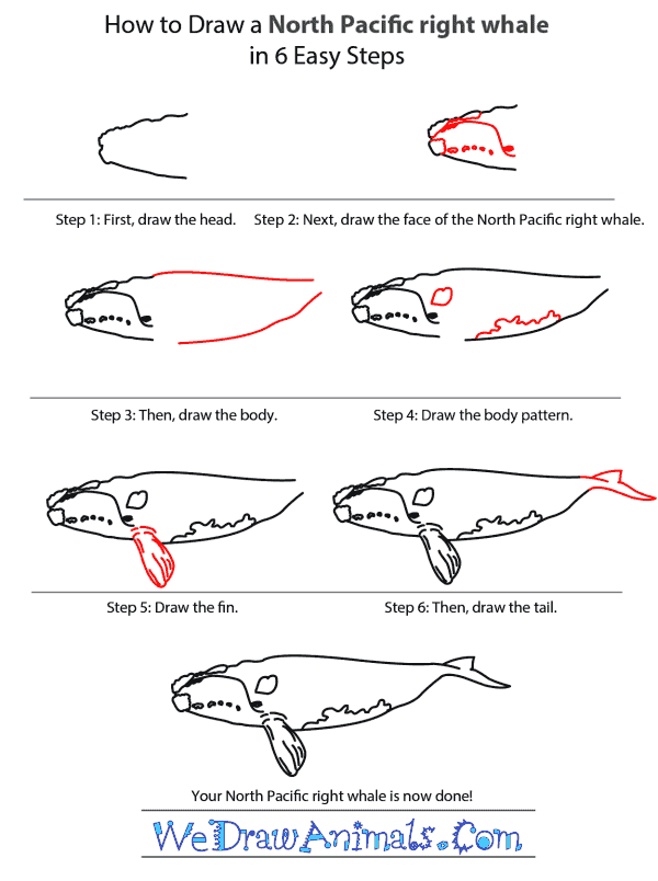 How to Draw a North Pacific Right Whale - Step-by-Step Tutorial