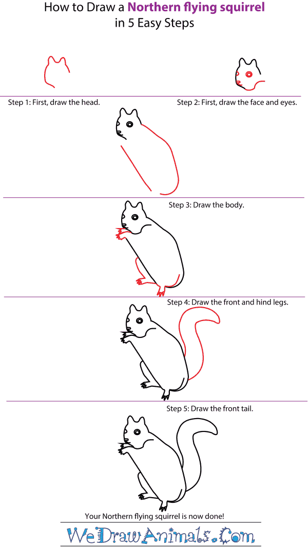 How to Draw a Northern Flying Squirrel - Step-by-Step Tutorial