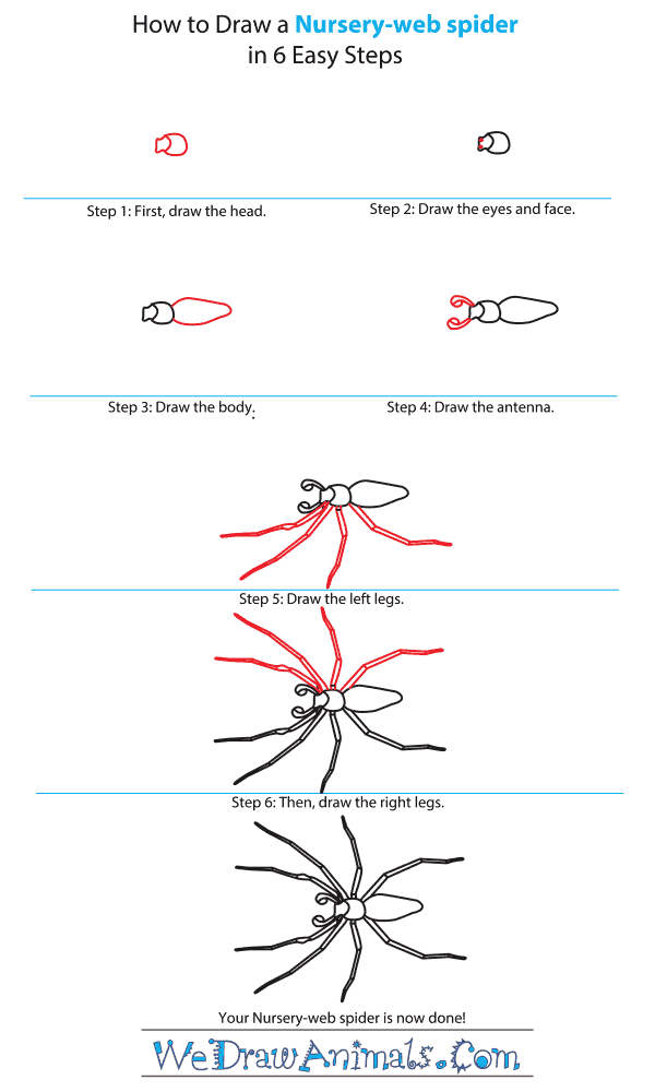 How to Draw a Nursery-Web Spider - Step-by-Step Tutorial