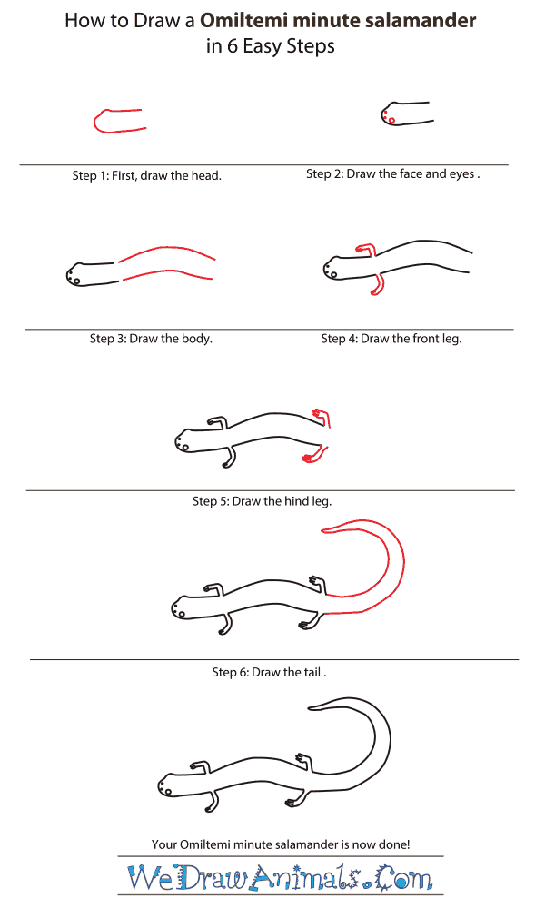 How to Draw an Omiltemi Minute Salamander - Step-by-Step Tutorial