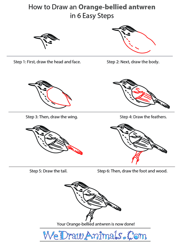 How to Draw an Orange-Bellied Antwren - Step-by-Step Tutorial