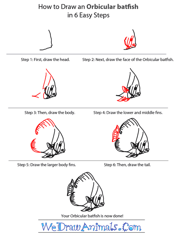 How to Draw an Orbicular Batfish - Step-by-Step Tutorial