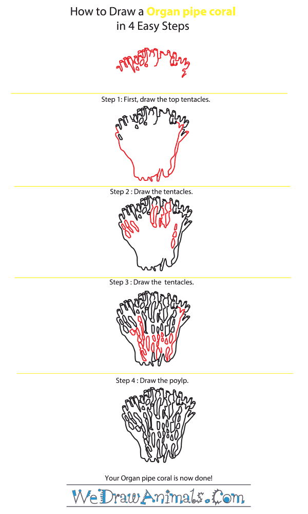 How to Draw an Organ Pipe Coral - Step-by-Step Tutorial