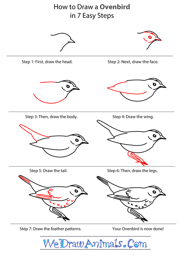 How to Draw an Ovenbird - Step-by-Step Tutorial