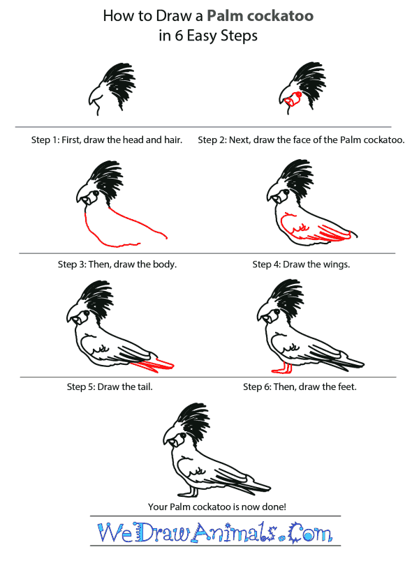 How to Draw a Palm Cockatoo - Step-by-Step Tutorial
