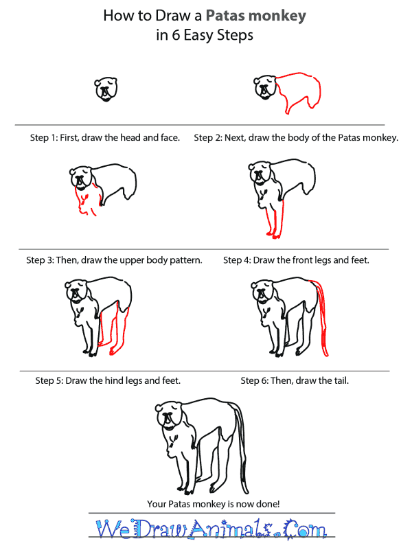 How to Draw a Patas Monkey - Step-by-Step Tutorial