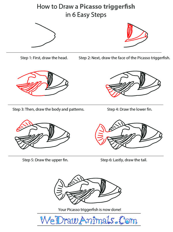 How to Draw a Picasso Triggerfish - Step-by-Step Tutorial