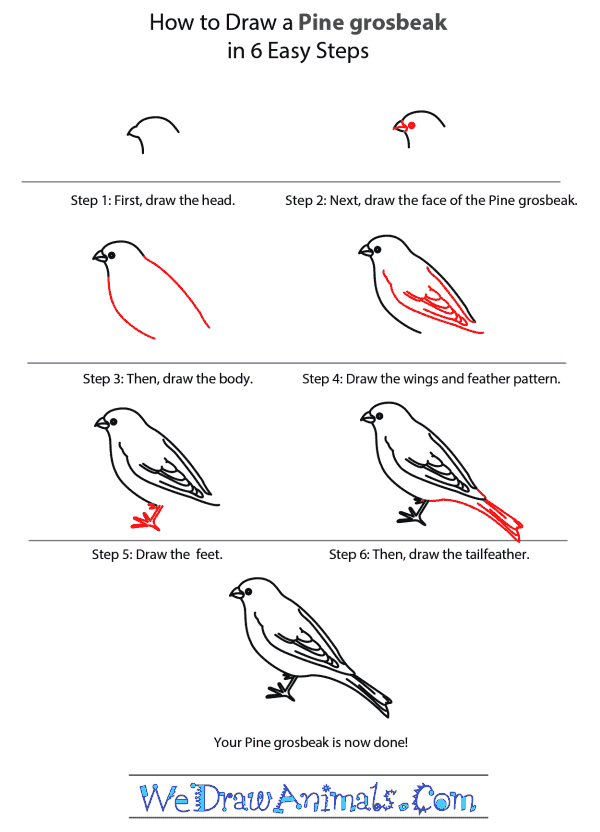 How to Draw a Pine Grosbeak - Step-by-Step Tutorial