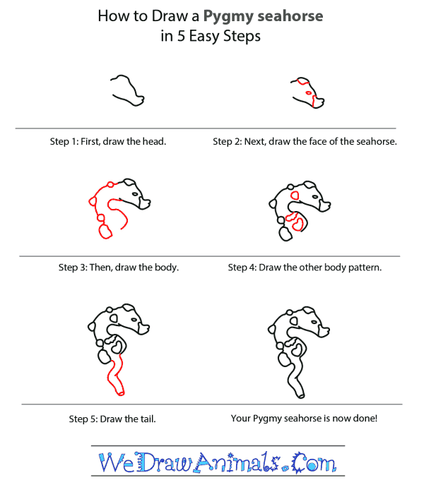 how to draw a seahorse step by step