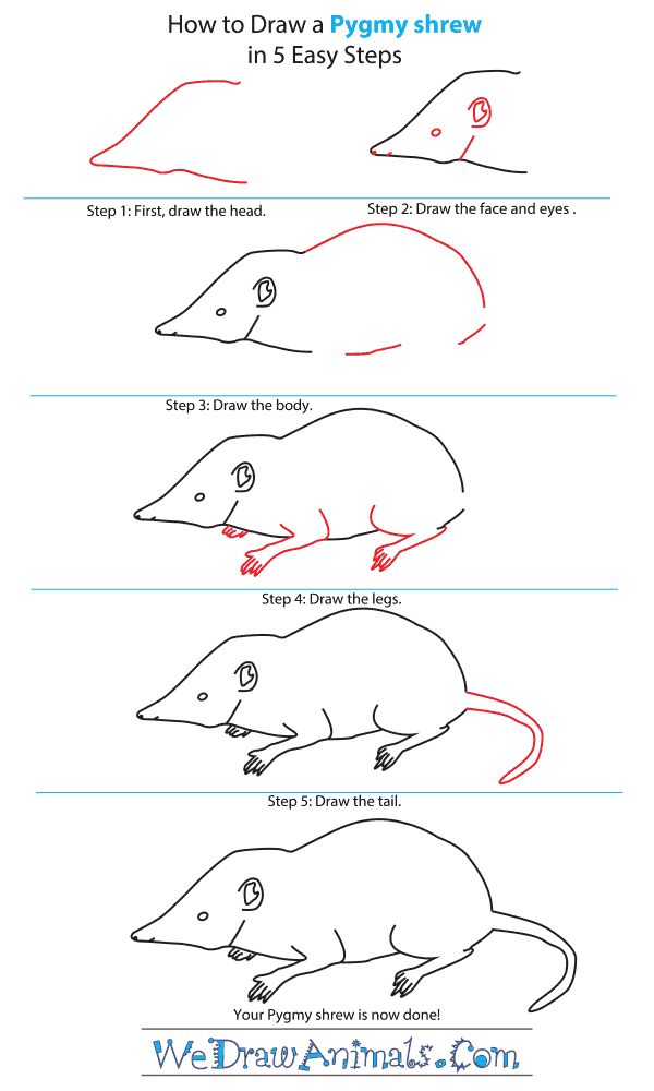 How to Draw a Pygmy Shrew - Step-by-Step Tutorial