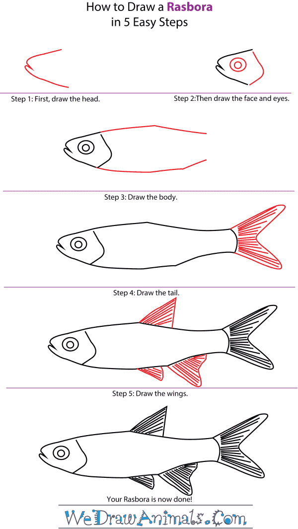 How to Draw a Rasbora - Step-by-Step Tutorial