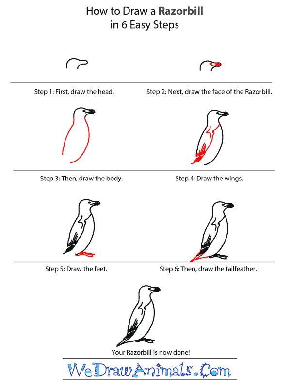 How to Draw a Razorbill - Step-by-Step Tutorial