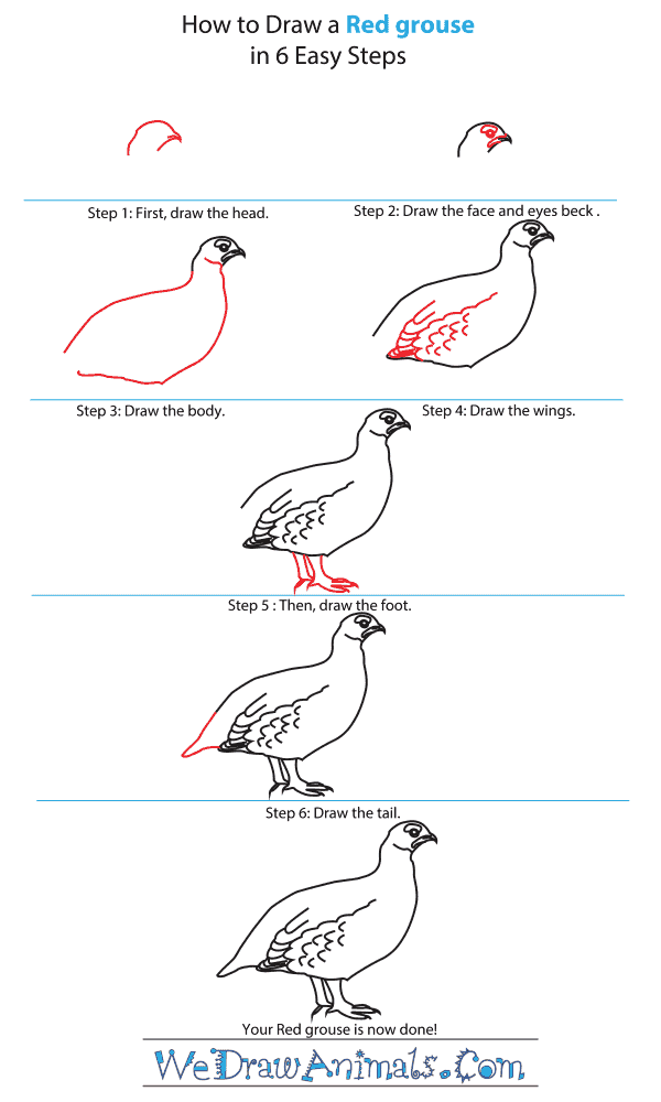 How to Draw a Red Grouse - Step-by-Step Tutorial