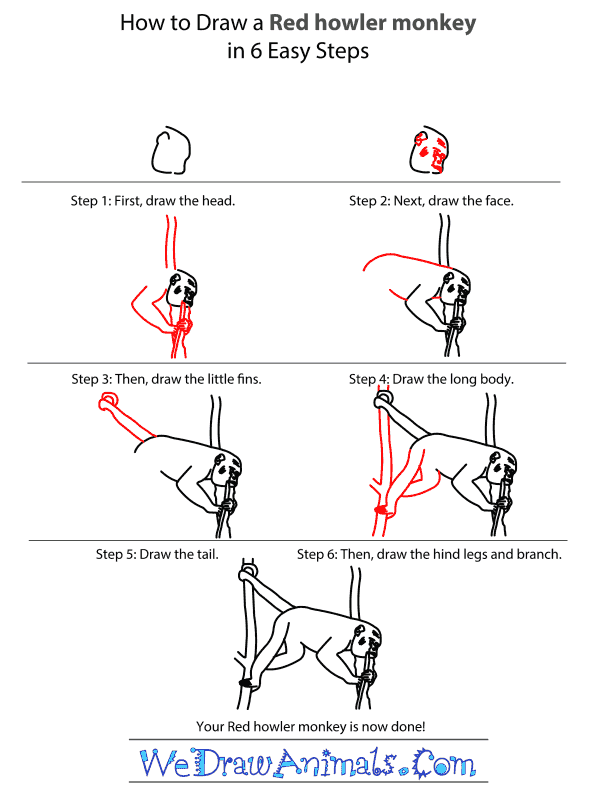 How to Draw a Red Howler Monkey - Step-by-Step Tutorial