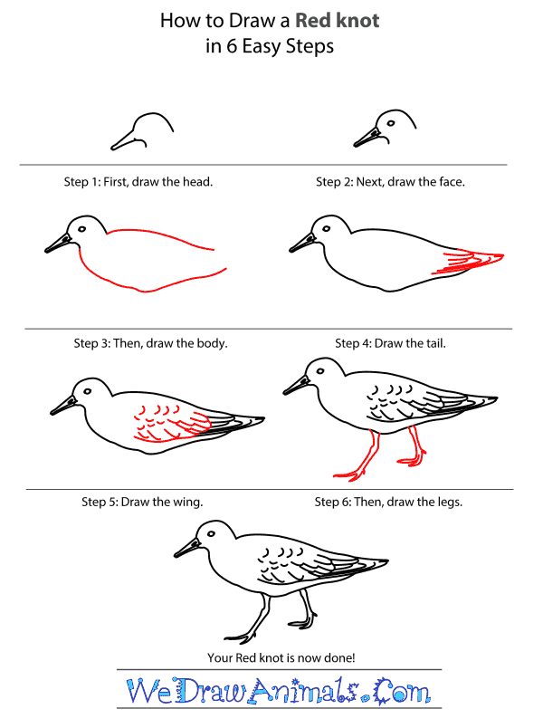 How to Draw a Red Knot - Step-by-Step Tutorial