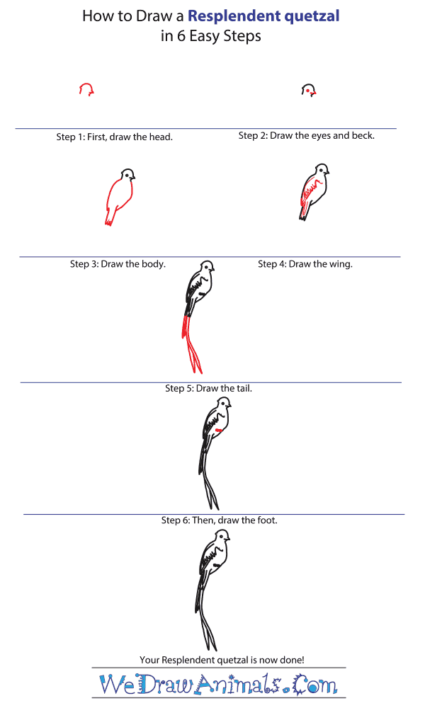 How to Draw a Resplendent Quetzal - Step-by-Step Tutorial