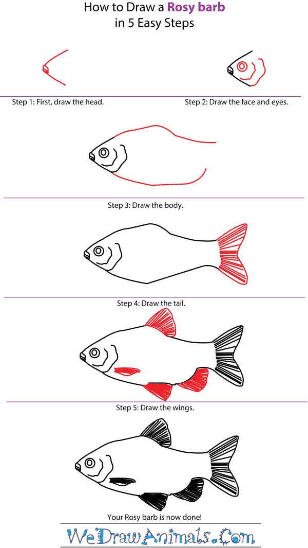 How to Draw a Rosy Barb - Step-by-Step Tutorial