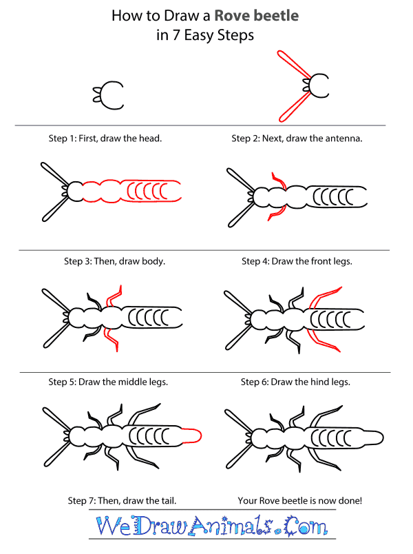 How to Draw a Rove Beetle - Step-by-Step Tutorial