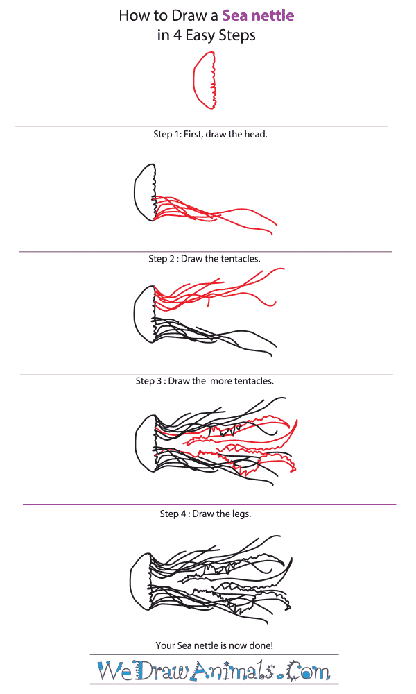 How to Draw a Sea Nettle - Step-by-Step Tutorial