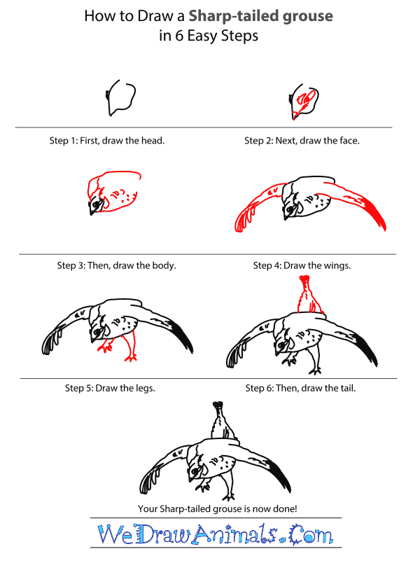 How to Draw a Sharp-Tailed Grouse - Step-by-Step Tutorial